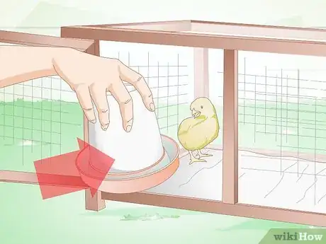 Image intitulée Care for a Chick Step 9