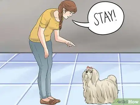 Image intitulée Care for a Maltese Dog Step 16