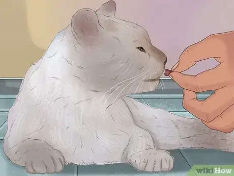 Image intitulée Stop an Aggressive Cat Step 12