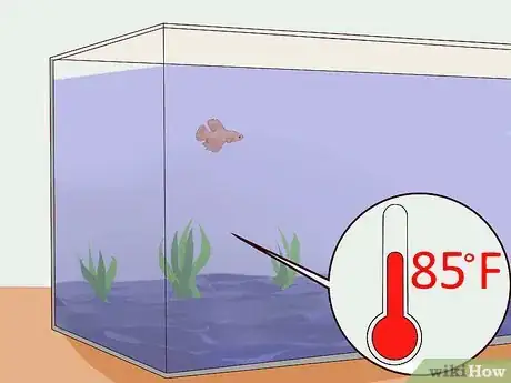Image intitulée Tell if a Betta Fish Is Sick Step 21