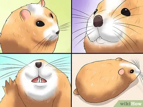 Image intitulée Choose a Hamster Step 9