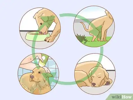 Image intitulée Tell if Your Dog Is Depressed Step 20