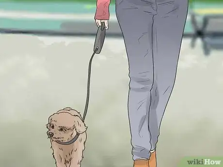 Image intitulée Care for a Maltese Dog Step 15