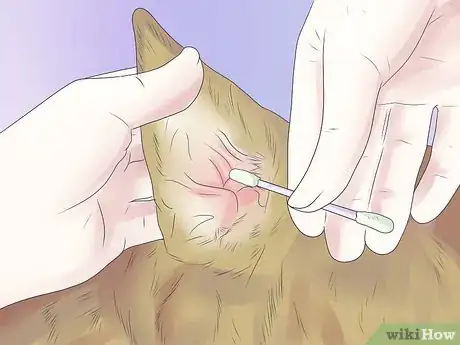 Image intitulée Remove Ear Mites from a Dog Step 14