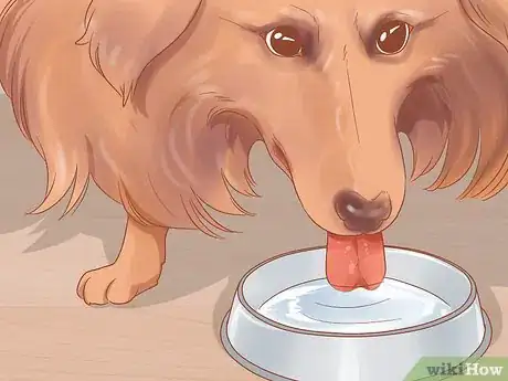 Image intitulée Know When Your Dog is Sick Step 6