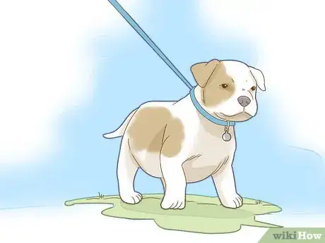 Image intitulée Take Care of a Pitbull Puppy Step 9