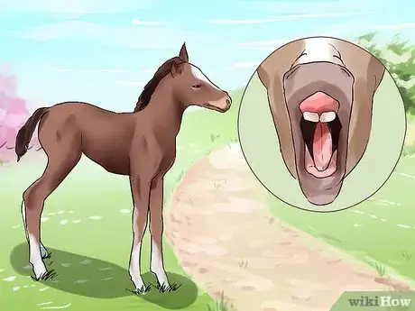 Image intitulée Tell a Horse's Age by Its Teeth Step 15
