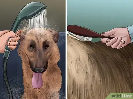 Image intitulée Take Care of a German Shepherd Step 10