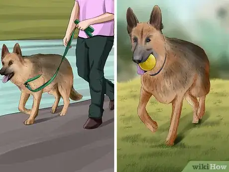 Image intitulée Take Care of a German Shepherd Step 12