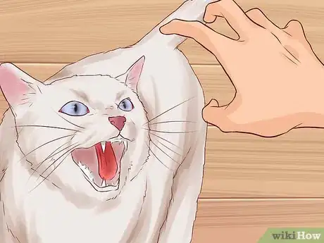 Image intitulée Pick Up a Cat Step 3