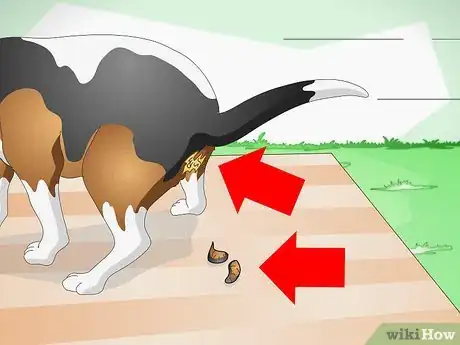 Image intitulée Treat Dog Constipation Step 1