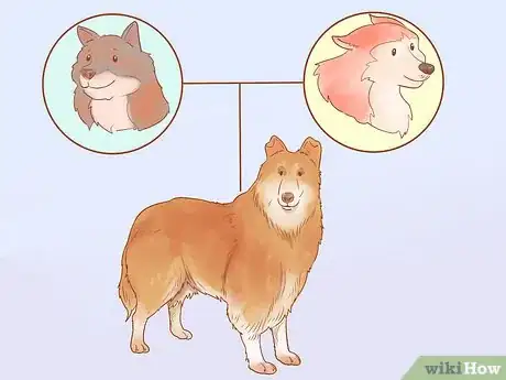 Image intitulée Choose a Dog Step 19