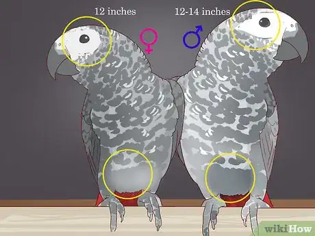 Image intitulée Tell the Sex of Parrots Step 5