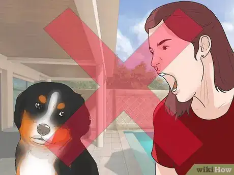 Image intitulée Train Bernese Mountain Dogs Step 18