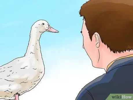 Image intitulée Care for a Pet Duck Step 15