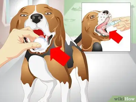 Image intitulée Get a Sick Dog to Drink Step 9