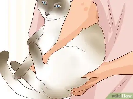 Image intitulée Pick Up a Cat Step 6