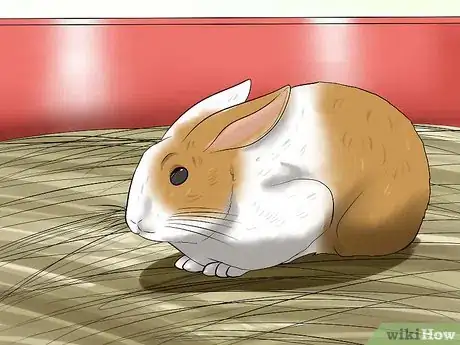 Image intitulée Care for a House Rabbit Step 20