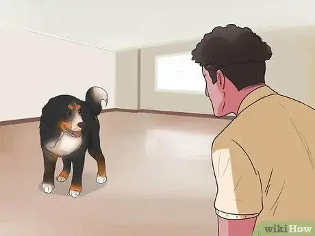 Image intitulée Train Bernese Mountain Dogs Step 19