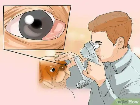 Image intitulée Treat Eye Problems in Pugs Step 10