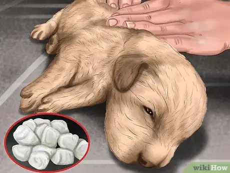 Image intitulée Save Orphaned Newborn Puppies Step 15