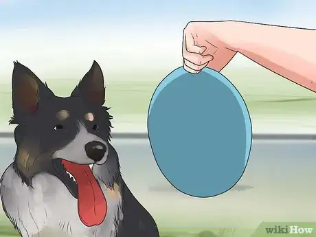 Image intitulée Train Border Collies Step 12