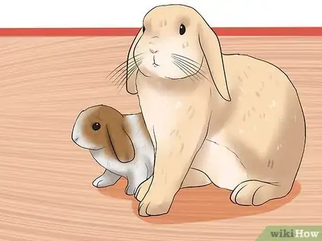 Image intitulée Care for a House Rabbit Step 19