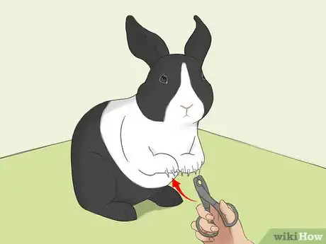 Image intitulée Bathe Your Pet Rabbit Step 4