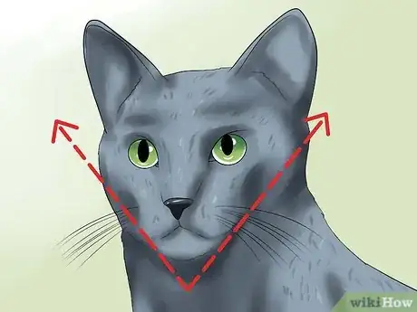 Image intitulée Identify a Russian Blue Step 5