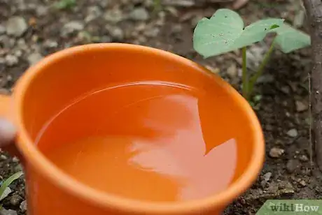 Image intitulée Grow Elephant Ear Plants Step 10