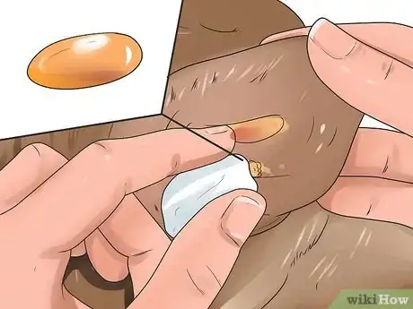 Image intitulée Remove Warts on Dogs Step 10