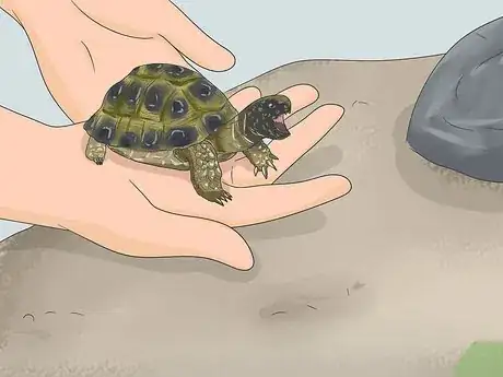 Image intitulée Make A Habitat for Hermann’s Tortoises Step 14
