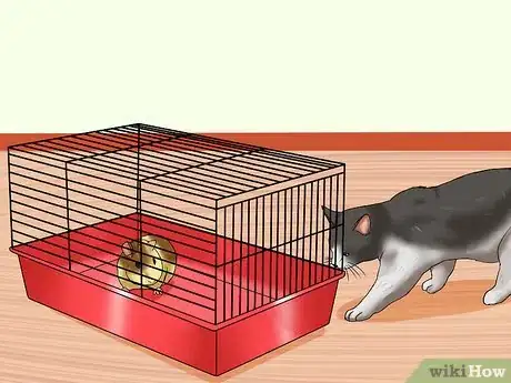 Image intitulée Keep Guinea Pigs when You Have Cats Step 1