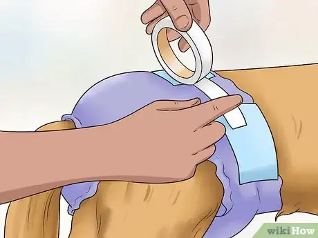 Image intitulée Keep Diapers on a Dog Step 7