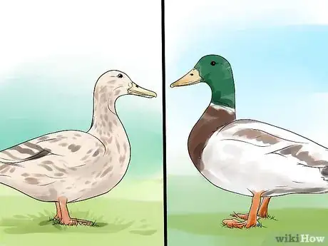 Image intitulée Tell the Difference Between Male and Female Ducks Step 3