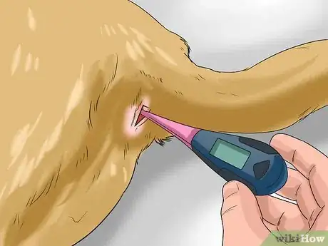 Image intitulée Tell if Your Dog Has Parvo Step 4