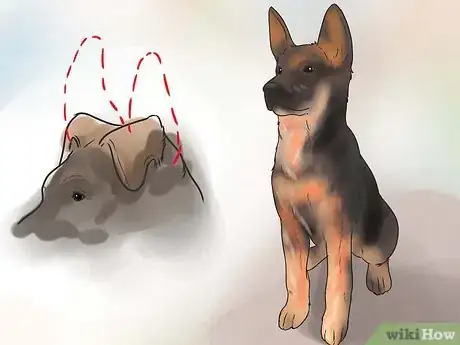 Image intitulée Tape Up Stubborn German Shepherd Puppy Ears Step 3