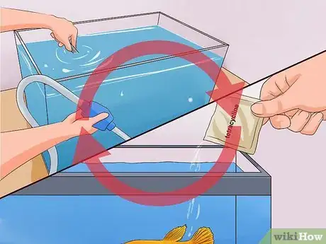 Image intitulée Tell if a Betta Fish Is Sick Step 16