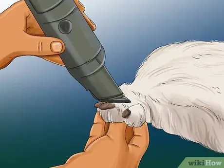 Image intitulée Groom a Goldendoodle Step 11