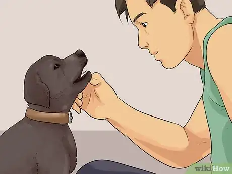 Image intitulée Buy a Labrador Retriever Puppy Step 6