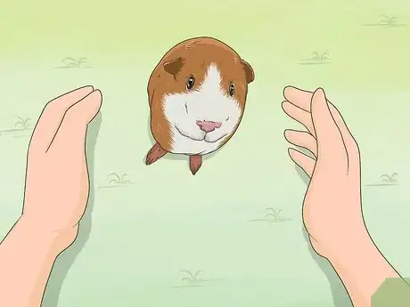 Image intitulée Train Your Guinea Pig Step 1