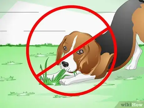 Image intitulée Treat Dog Constipation Step 6