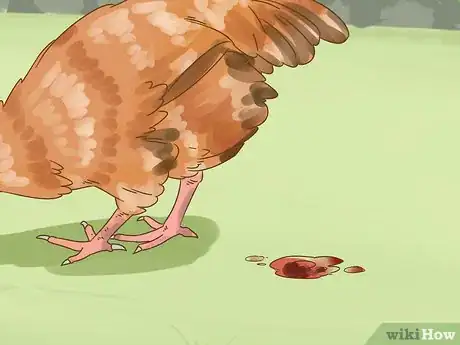 Image intitulée Tell if a Chicken is Sick Step 15