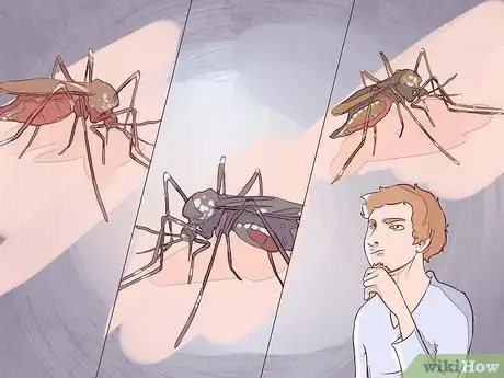 Image intitulée Differentiate Between Malaria, Dengue, and Chikungunya Step 20