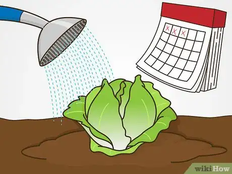 Image intitulée Grow Iceberg Lettuce Step 13