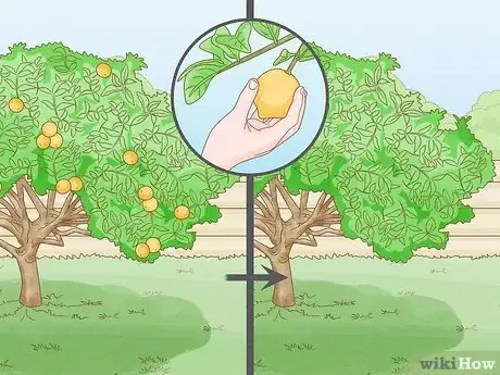Image intitulée Prune a Lemon Tree Step 2