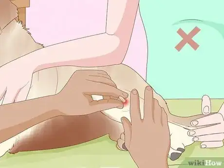 Image intitulée Get Rid of a Botfly in a Dog Step 11