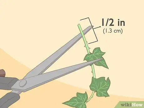 Image intitulée Grow Ivy from Cuttings Step 9