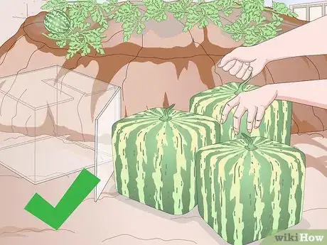 Image intitulée Grow a Square Watermelon Step 13