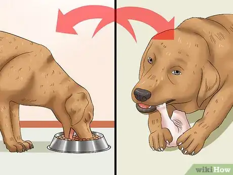 Image intitulée Keep a Dog From Throwing Up Step 10
